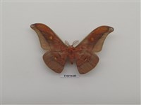 藏品(紅目天蠶蛾)的圖片